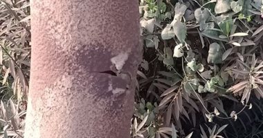 انقطاع الكهرباء عن أعمدة طريق العزب البحرية بالقليوبية
