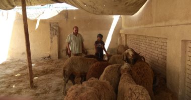 صور.. إقبال كبير على أضاحى العيد الحية بسعر 62 جنيهًا للكيلو بشمال سيناء