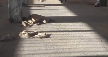 الأجهزة الرقابية تكشف عجز 340 طن قمح بإحدى الشون شمال ببنى سويف