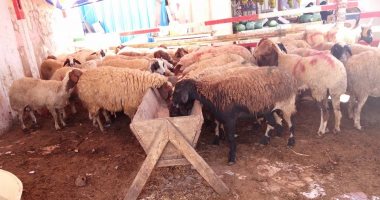 ضوابط إقامة شوادر الماشية فى الجيزة 2026.. الأماكن المسموح بها والمحظورات