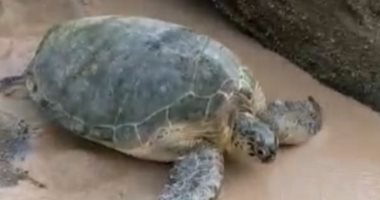 الإنسانية فى أبهى صورها.. ثنائى بريطانى ينقذان سلحفاة بحرية عملاقة فى عمان