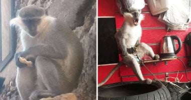 صور.. استمرار البحث عن القرود الهاربة فى أسوان بعد ظهورها بالشوارع.. المسئولون يستعينون بالشرطة للقبض عليها.. الطب البيطرى: لا تؤذى المواطنين.. وشهود: جاءت عن طريق مهربين من أفريقيا