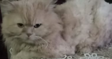 فى اليوم العالمي للقطط.. "ايهاب" يشارك بصورة قطه كوكي 