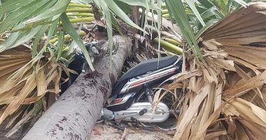 مصرع فتاة 16 عاما إثر سقوط نخلة على دراجتها فى كمبوديا.. صور