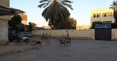 شكوى من انتشار الكلاب الضالة فى منطقة فيصل بمحافظة السويس