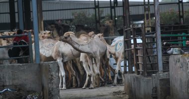 المجارز فى انتظار أضاحى العيد