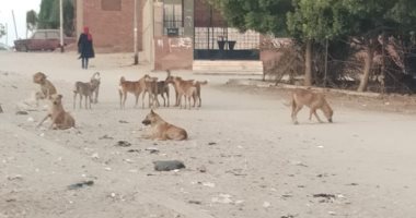 شكوى من انتشار الكلاب الضالة فى مدينة السلام ومنعها الأهالى من التسوق