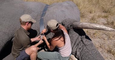 ميجان وهارى يحتفلان باليوم العالمى للفيل بصور من زيارتهما لبوتسوانا.. شوف الصور