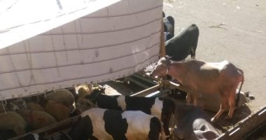 "سلخانة فى الشارع".. شكوى من قيام جزار بذبح الماشية فى الحى الأول بالعبور