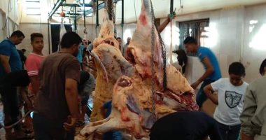 مجازر الوادى الجديد تواصل استقبال أضاحى المواطنين مجانا تحت إشراف بيطرى 