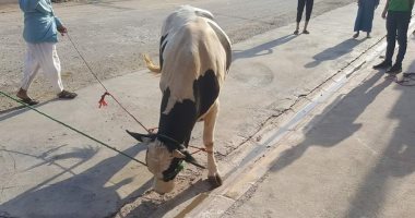 صور.. "بيطرى دمياط": ذبح 250 أضحية للمواطنين مجانا داخل المجازر الحكومية
