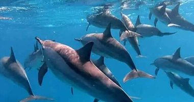صور.. الاستمتاع ببيوت الدلافين بالغردقة.. بـ10دولارات للأجنبى و50 جنيها للمصرى