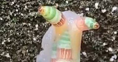 قرون خضراء وبرتقالية.. رصد حلزون بشكل غريب كأنه مضاء من الداخل 