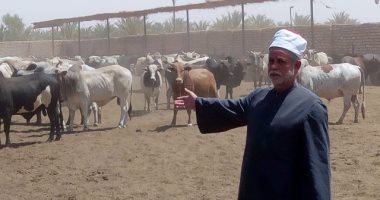 القومى لصكوك الأضاحى يعلن استمرار عملية الذبح فى ثالث أيام العيد بأبى سمبل