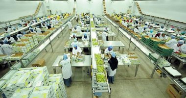 العنب إللى نور فى جناين مصر.. تعبئة وتغليف العنب قبل التصدير 