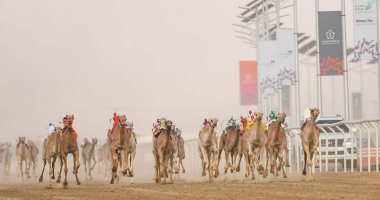 10 معلومات عن مهرجان الشرقية للهجن.. أبرزها مشاركة السياح الأجانب والعرب