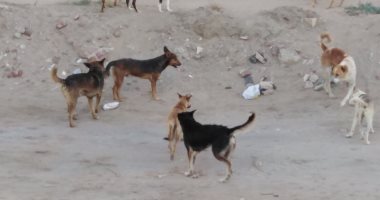 صور.. رواد راس البر يشكون من انتشار الكلاب الضالة والناموس والذباب