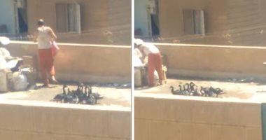 "بط" فى مكتب بريد بنها.. فيديو تربية الطيور بسطح مؤسسة حكومية ينتشر بالسوشيال.. الصور تفضح نائب مدير المنطقة بالقليوبية.. ومسئول بالهيئة يأمر بالتحقيق.. والمحافظ يكلف بتوقيع أقصى العقوبة .. فيديو وصور
