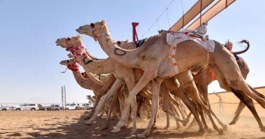 صور.. انطلاق أولى فعاليات سباق ولى العهد للهجن بالسعودية فى الطائف