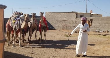 حكاية 67 من الإبل المصرية تنافس على جوائز قيمتها 53 مليون ريال