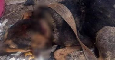 التحفظ على جزار بمركز الزقازيق بتهمة تعذيب كلب
