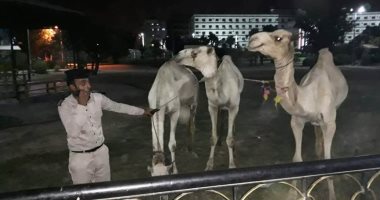  محافظ أسوان يوجه بتكثيف أعمال النظافة العامة ومصادرة 4 جمال