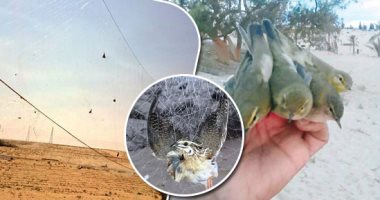 صور.. انطلاق موسم صيد "السمان وبط الشرشير والعصافير" أشهر الطيور المهاجرة بشمال سيناء.. الصيادون ينصبون الشباك على التلال فى انتظار وصولها من أوروبا.. "المناصب" أبرز طرق اقتناصها وضوابط لمنع الصيد الجائر