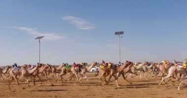 ننشر نتائج منافسات اليوم الثانى لسباق ولى العهد للهجن بالسعودية
