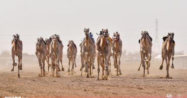 انطلاق أشواط مهرجان الهجن الدولى فى مدينة شرم الشيخ ..صور