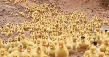 فى مشهد لطيف.. آلاف صغار البط يندفعون إلى السباحة فى مياه نهر بالصين
