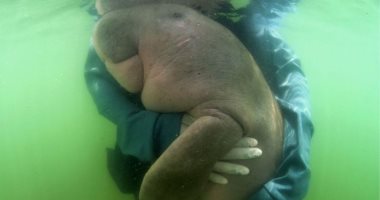 بسبب تناول البلاستيك.. وفاة حيوان "دوجون" شبيه بخروف البحر
