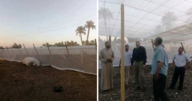 لمزارعى الخضر.. "المحاصيل الزراعية" تقدم روشتة لزيادة الإنتاج تحت الصوب
