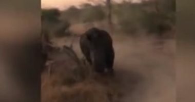 "وحيد قرن" غاضب يطارد السياح فى جنوب إفريقيا ..فيديو