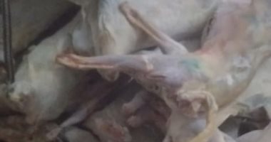 ضبط 2 طن لحوم منهية الصلاحية بثلاجات حفظ اللحوم بالإسكندرية 