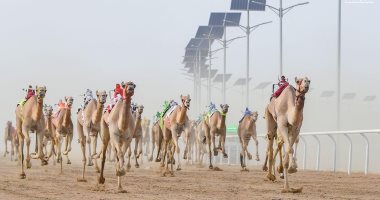 صور .. نتائج منافسات أشواط اليوم من سباق ولى العهد للهجن بالسعودية