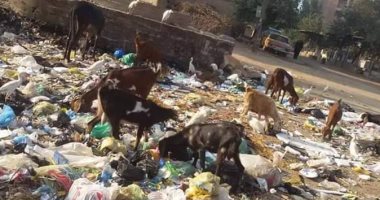 اضبط مخالفة.. القمامة تحاصر أجهور الرمل بقويسنا فى المنوفية