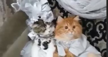 دقوا المزاهر يلا.. حفل زفاف قط وقطة يثير الجدل بمواقع التواصل الاجتماعى