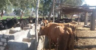أسوان تحاصر الحمى المالطية.. حملة للطب البيطرى تجوب القرى والنجوع