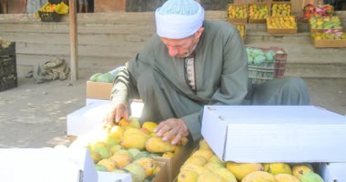 زبدية وعويس وفونس.. والفص أحلاهم.. حصاد الكنز الأخضر فى حقول المانجا