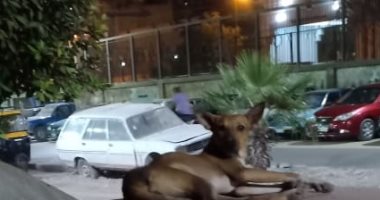 قارئ يشكو من انتشار الكلاب الضالة بشارع غرب السكة الحديد بعين شمس الغربية