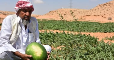 الحكومة تفند شائعة انتشار بطيخ مسمم فى الأسواق