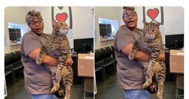 حد يتبناه ياولاد الحلال.. قط وزنه 26 رطلا معروض للتبنى على تويتر.. فيديو