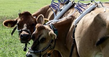 "لحم دماغ البقر" مليان بروتين ودهون صحية.. بس بشروط