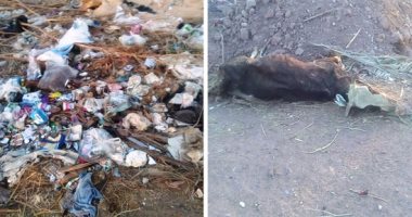 صور.. اضبط مخالفة.. الطريق الدائرى الغربى بموط بالداخلة يتحول لمقالب قمامة