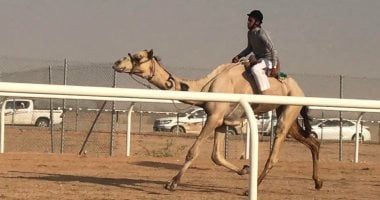 صور.. تفاصيل فوز مصر بـ4 مراكز فى أشواط سباق الهجن بالطائف