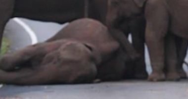 مش عايز يقوم.. فيل صغير يستلقى على طريق رغم محاولات أفراد عائلته