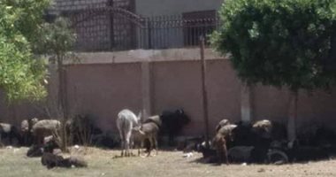 اضبط مخالفة.. حوش مدرسة بالمنيا يتحول إلى زريبة لتربية الأغنام ..صور