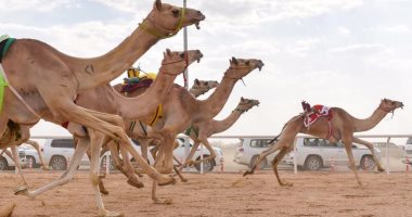 مصر تحقق مركزين متقدمين فى سباق ولى العهد للهجن بالسعودية