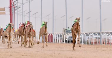 "شبرية" أغلى ناقة بمبيعات سباق ولى العهد للهجن بالسعودية بـ4.6 مليون ريال