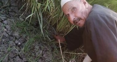 أهالى قرية الصفا فى الدقهلية يشكون انقطاع مياه الرى عن الترعة الرئيسية